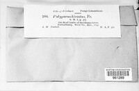 Polyporus hirsutulus image